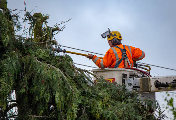 Best Commercial Tree Services  in Madison, MN